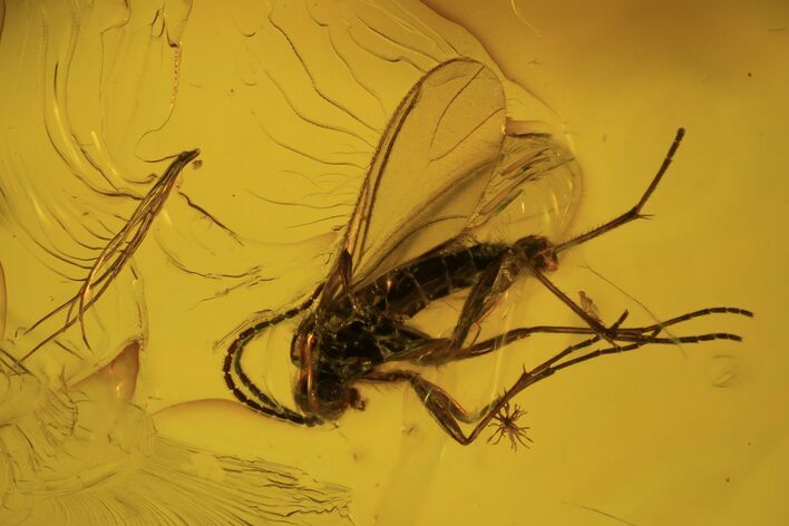 Four Detailed Fossil Flies (Diptera) In Baltic Amber #102752